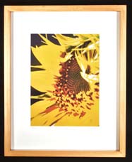 Sunflower-477x1620F